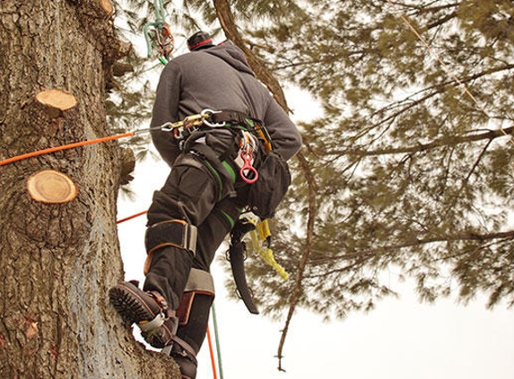 Nh Forestry Mulching And Construction