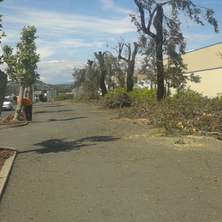 Hanson Tree Service - Vallejo, CA. 308 Just Desserts good morning all trees on property 20 foot tall