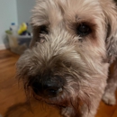 Wachusett Pet Care - Dog Parks