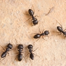 Foundation Pest Control - Pest Control Services-Commercial & Industrial