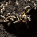 Aim Pest Solutions - Pest Control Equipment & Supplies