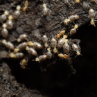 Aim Pest Solutions