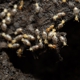 Aim Pest Solutions