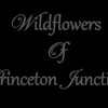 Wildflowers of Princeton Junction, Inc gallery
