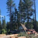 Cedar Falls Tree Service - Tree Service