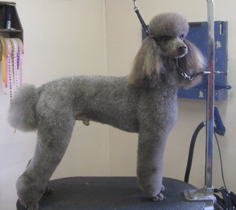 Southern Comfort Groom & Board - Central, SC