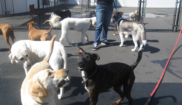 GoodFellas Doggy Daycare - Saugus, MA