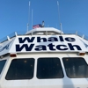 Cape May Whale Watcher gallery