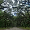 Wormsloe Historic Site gallery