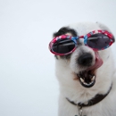 The Pet Pantry - Pet Services