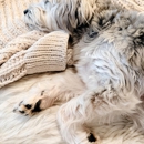 Dear Winnie Canine Social Club - Pet Boarding & Kennels