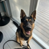 I Wuff You Dog Training and Coaching gallery