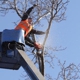 Fayetteville Tree Care Services