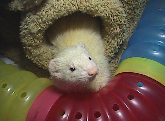 Angel Ferret Shelter Services - Henderson, NV