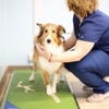 Rye Harrison Veterinary Hospital gallery