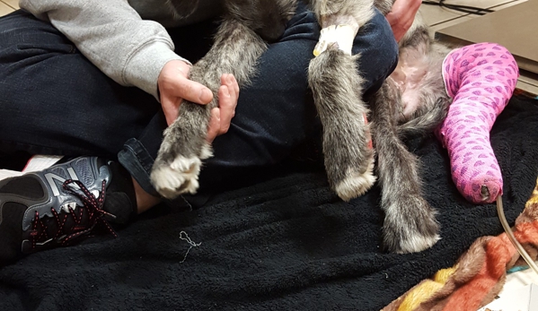 West Hills Animal Hospital & 24hr Emergency Veterinary Center - Huntington, NY. Photo of our puppy being treated at another hospital to clear her infection due to Dr Lancers carelessness and arrogance