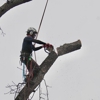 Forged Tree Service gallery