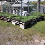 Ever Green Garden Center of Dupont - Avoca, PA