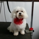 Chrissy's Cuts- Dog Grooming