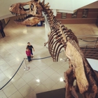 Uc Museum of Paleontology