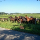 Simmons Paul - Farms