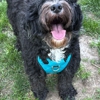 Sensible Pet Care Services gallery