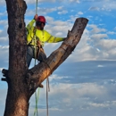 All Aspect Arborist - Tree Service