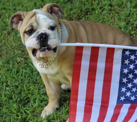 ENGLISH BULLDOG MAFIA - gray, KY