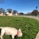 Z Bonz Dog Park