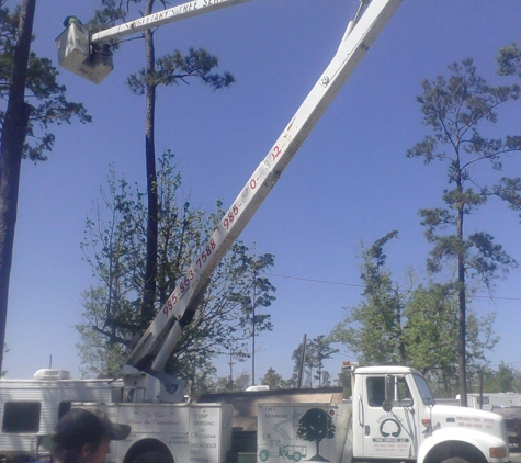 Singletary Tree Service. Tree Removal Service on Northshore