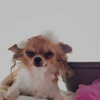 Oasis Pet Spa gallery