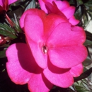 Donahue's Greenhouse - Greenhouses