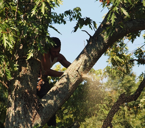 Hayden's tree service - glasgow, KY