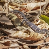 Alpine Wildlife Control gallery