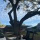 Spring Hill Tree Specialists