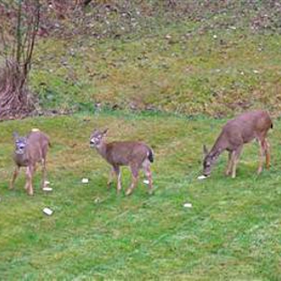 Mt Scott Manor B & B - Happy Valley, OR