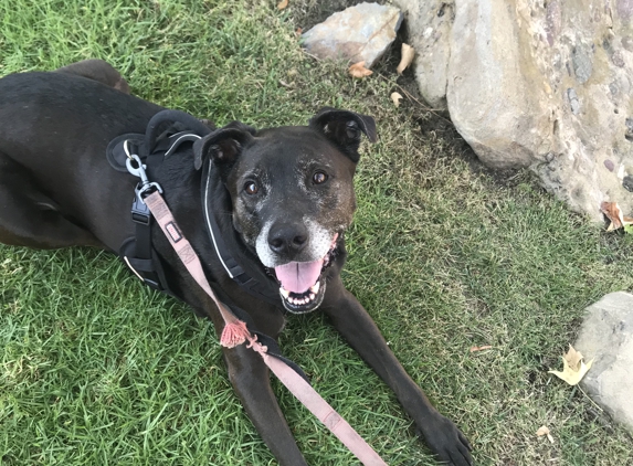 The Fruit Stand - San Diego, CA. Shadow always waits for me at the tree while I shop. Such a good boy.