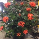 Maas Nursery - Nurseries-Plants & Trees