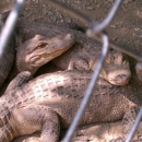 Arkansas Alligator Farm & Petting Zoo - Petting Zoos