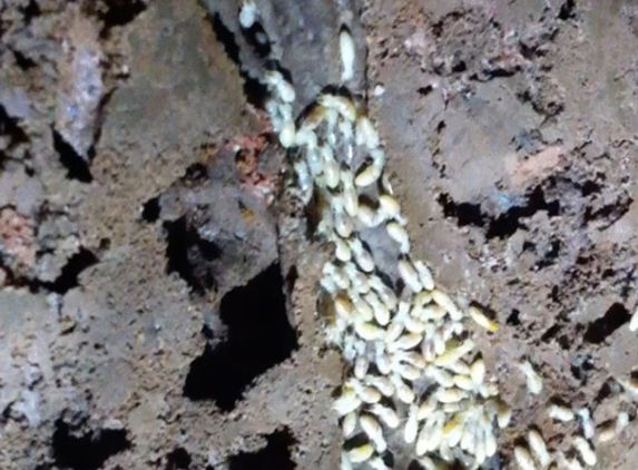 Perkins Exterminators Pty Ltd - Greensborough, VIC. Pest Control Melbourne