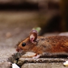 Alert Pest Management gallery