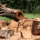 Camarillo Tree Service Pros - Tree Service