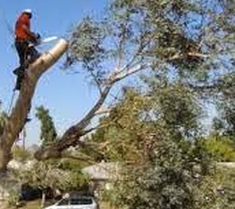 Peace of Mind Tree Service Enterprise, LLC - Palm Bay, FL