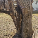Cold Oak Tree Service - Tree Service