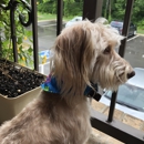 Doggie's Day Out - Pet Boarding & Kennels