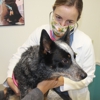Short Pump Animal Hospital gallery