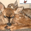 Animal Wildlife Rescue Team, Inc. gallery