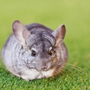 VCA Bradshaw Animal Hospital - Veterinarians