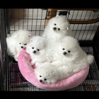 White Pomeranians For You