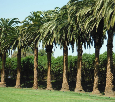Approved Tree Care - Lomita, CA